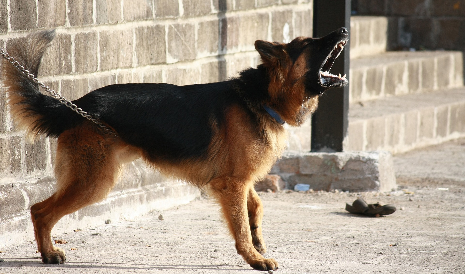 Un perro agresivo ladrando con correa | Fuente: Pixabay