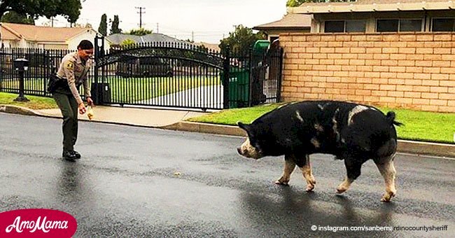 Video captura cerdo perdido del tamaño de mini caballo que vagaba por la ciudad asustando a todos