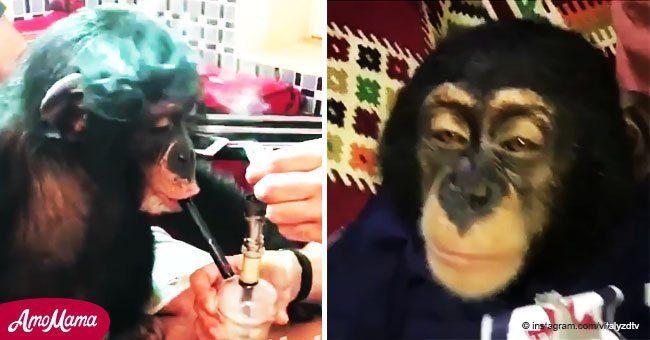 El hombre hace que su mono fume marihuana, y luego se mofa y lo comparte en video