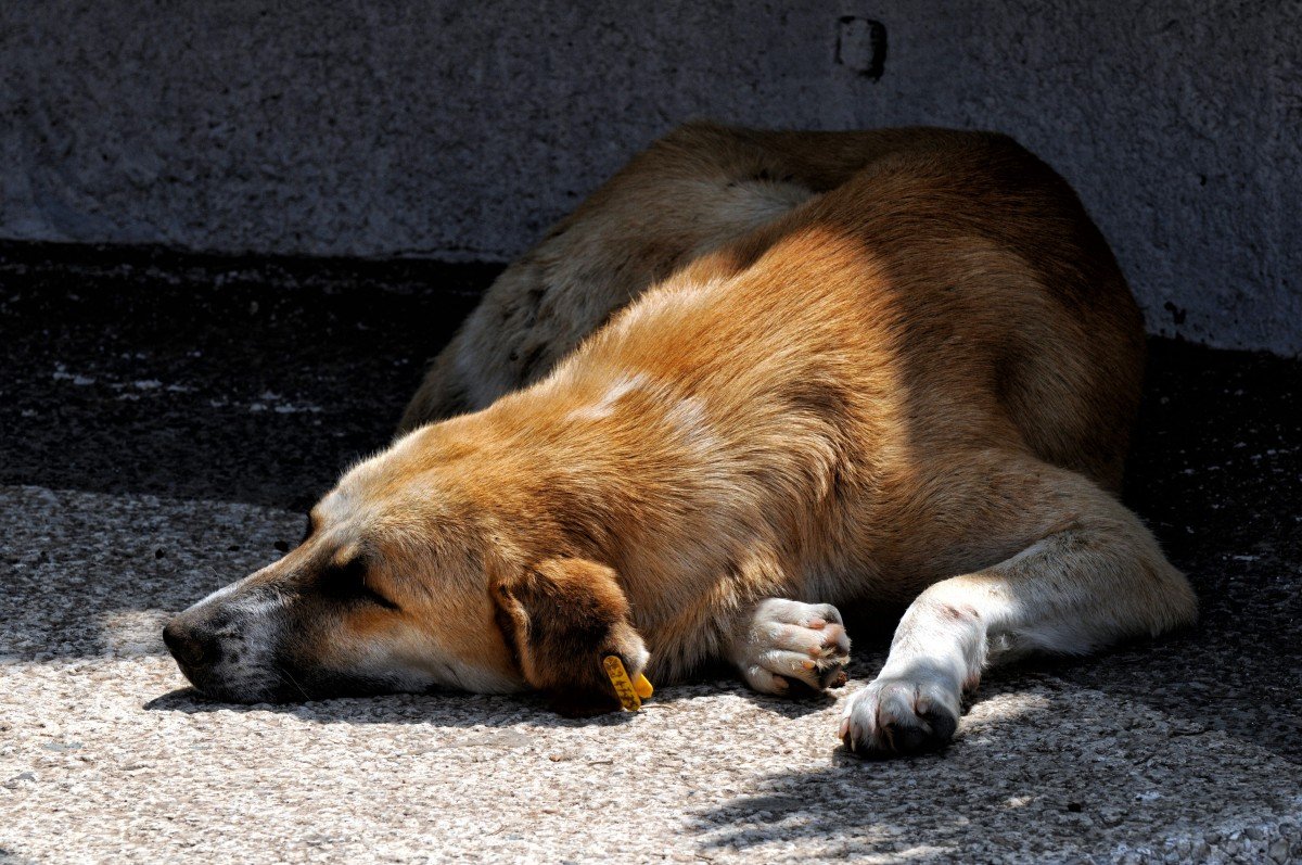 Perro callejero recostado sobre el suelo. | Imagen: PxHere