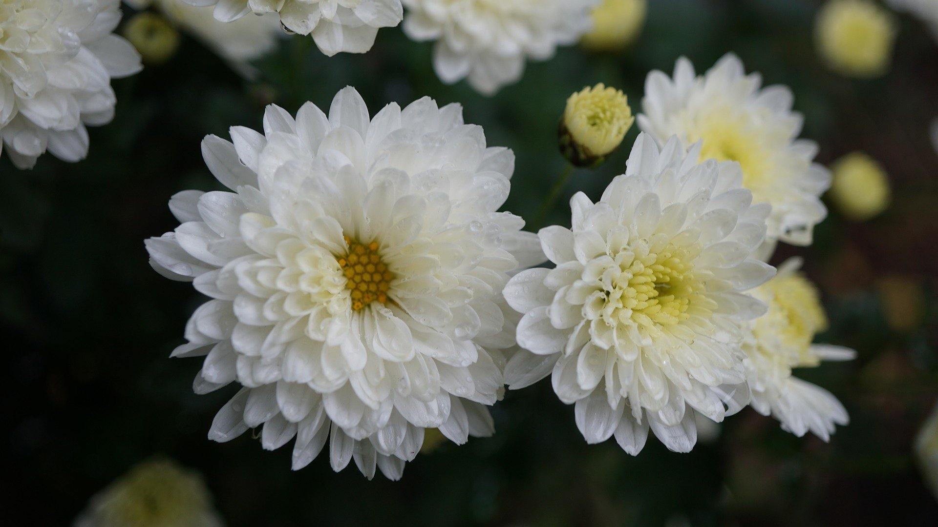 Chrysanthemum o crisantemos. | Foto: Pixabay