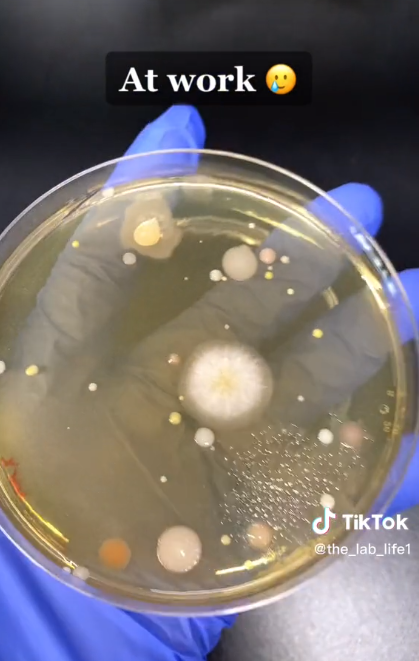 Resultados de las bacterias de @the_lab_life1 tras su experimento de tomar muestras en placas de Petri del secador de manos de su lugar de trabajo en 2023 | Foto: TikTok/@the_lab_life1