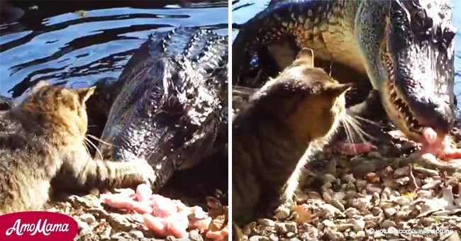 Increíble pelea entre un gato insolente y un cocodrilo sorprendido. Entonces, ¿quién ganará?