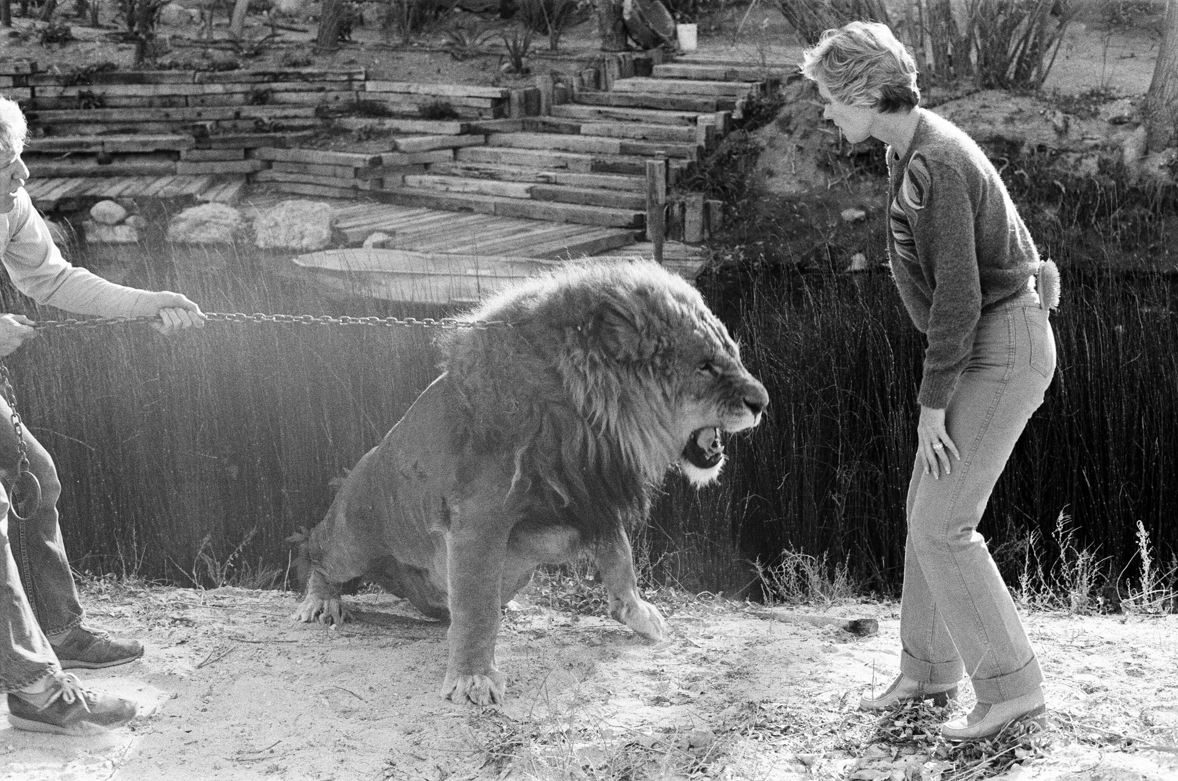 Tippi Hedren con sus animales en su complejo de San Fernando Valley, el 25 de enero de 1982. | Fuente: Getty Images