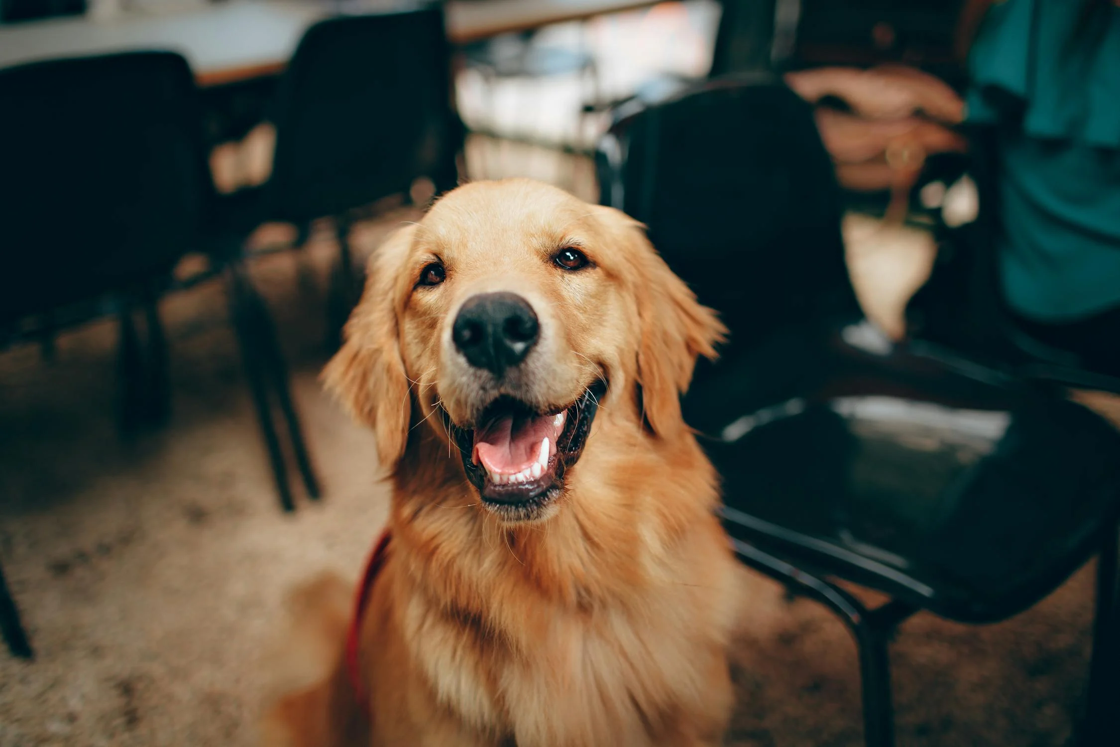 Un labrador feliz | Fuente: Pexels