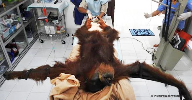 Orangután torturado y disparado con 74 balas de rifle de aire comienza a recuperarse