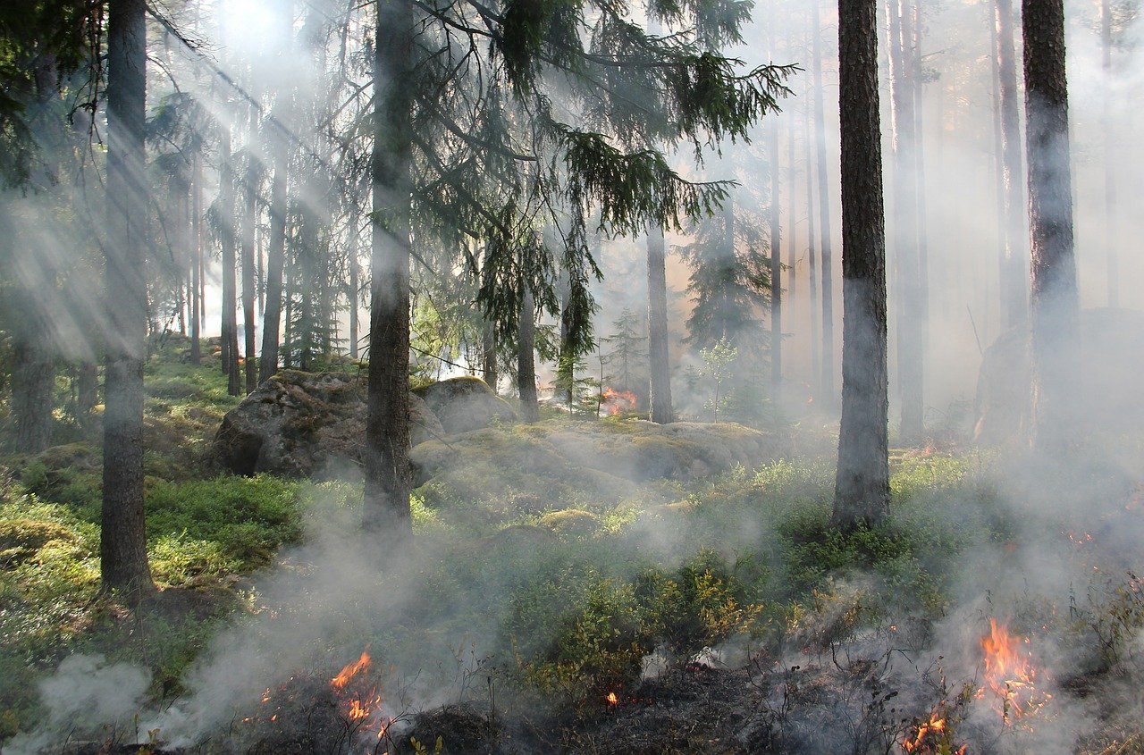 Incendio forestal. | Foto: Pixabay