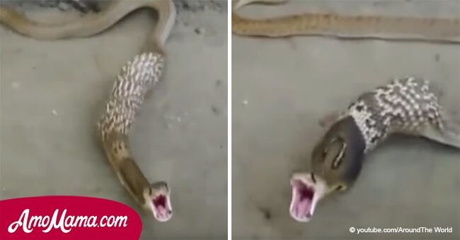 Un video perturbador muestra cuando una cobra salvaje "revela" todo su desayuno