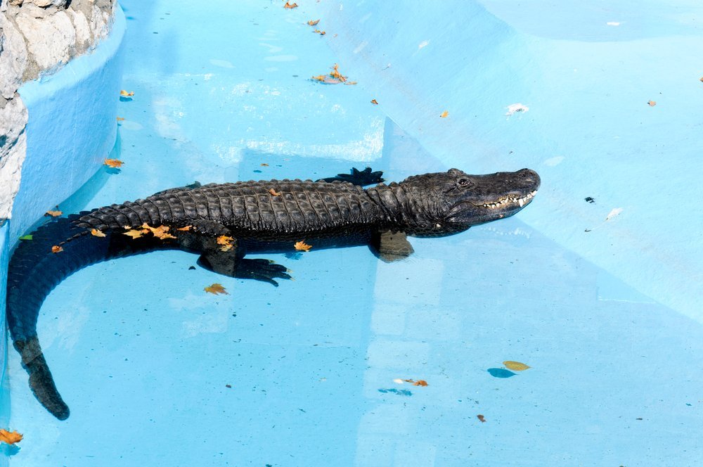 Un cocodrilo en una piscina. | Foto: Shutterstock