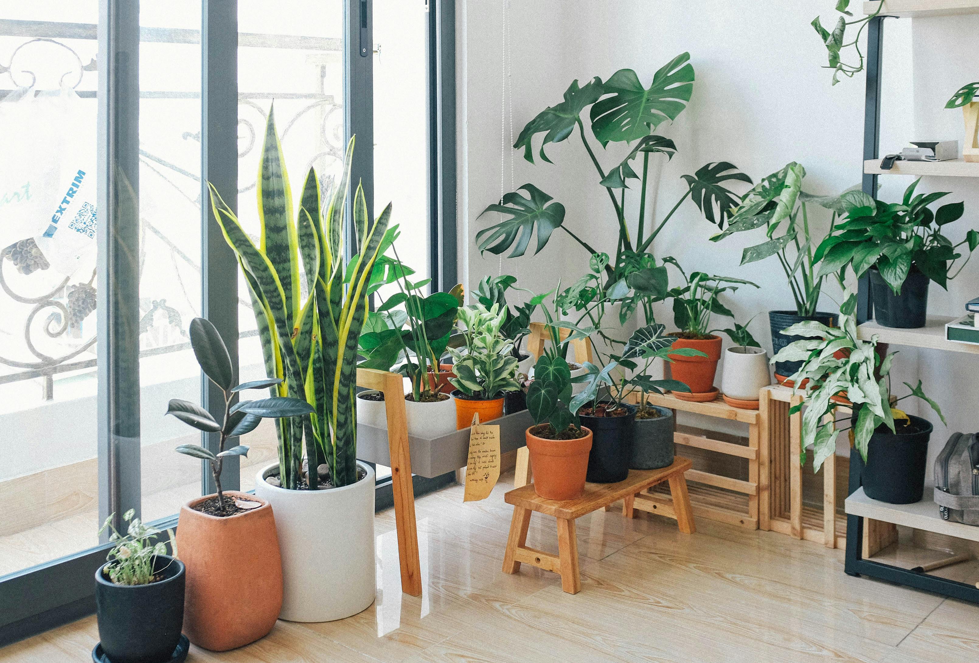 Plantas de interior | Fuente: Pexels