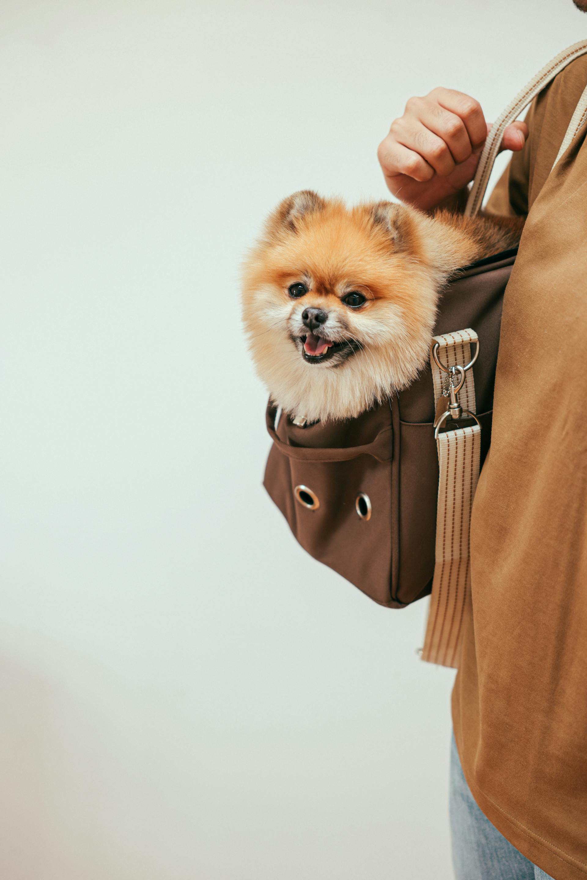 Una persona lleva un perro en una bolsa | Fuente: Pexels