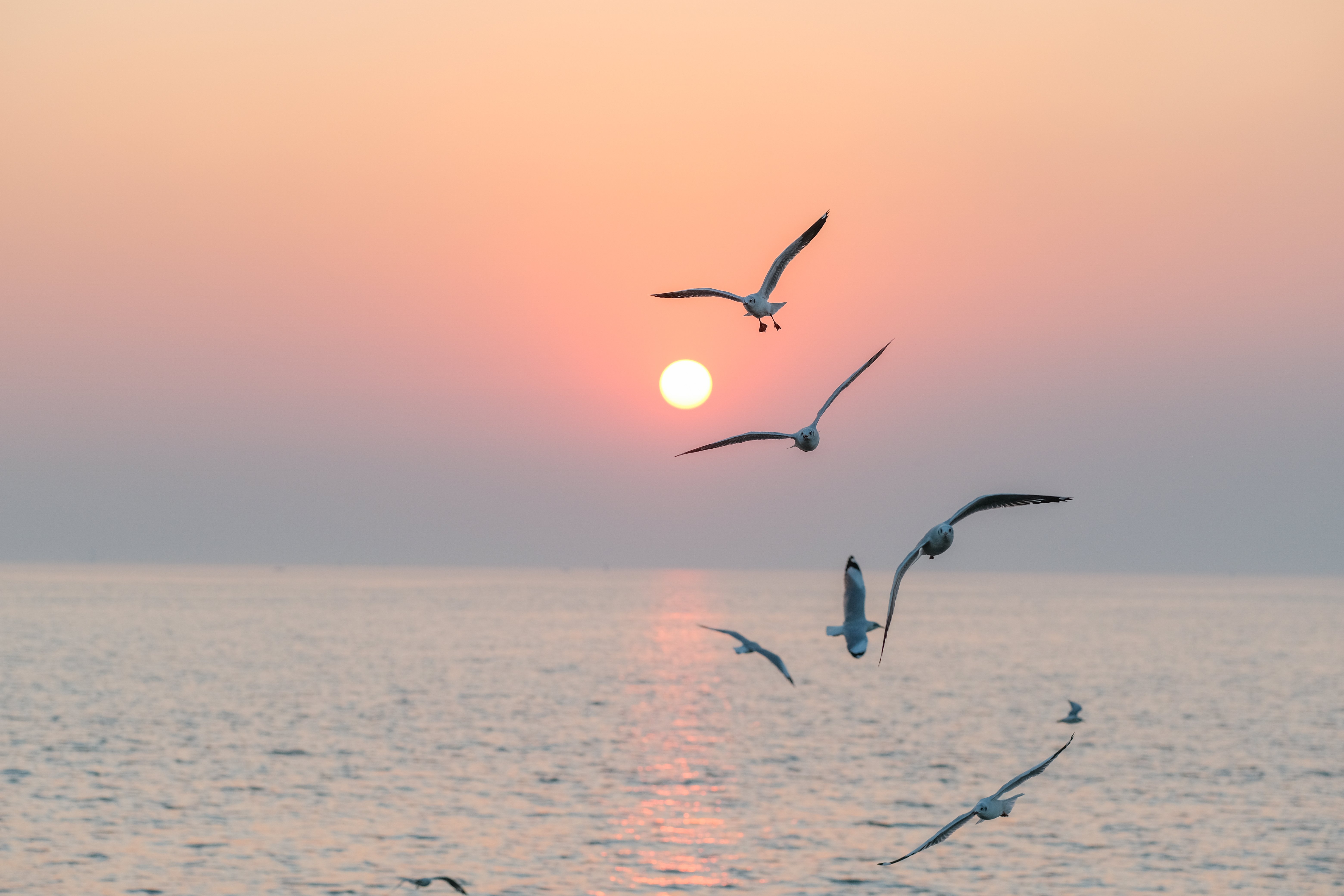 Bandada de gaviotas en vuelo mientras se pone el sol. | Foto: Shutterstock