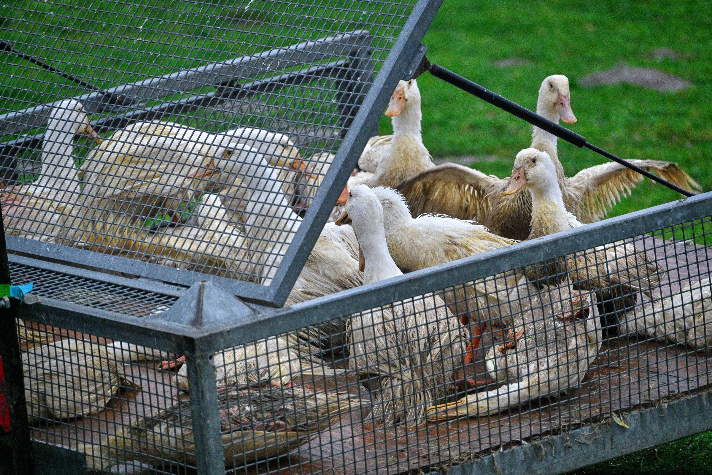 Patos con gripe aviar también conocida como gripe de las aves de corral son recogidos y puestos en un contenedor en Zarnewanz, Alemania, el 28 de noviembre de 2024 | Fuente: Getty Images