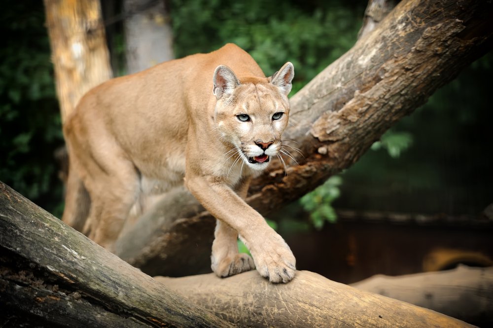 Puma salvaje. | Foto: Shutterstock.
