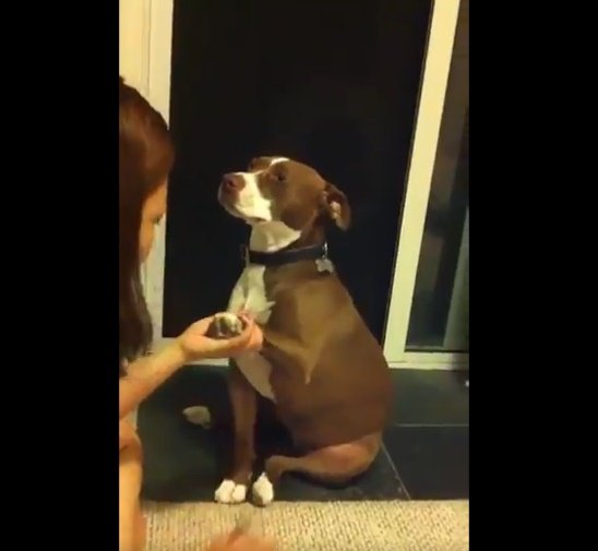 Dueña toma una pata de su perro para cortarle las uñas. | Foto: Twitter/Rashona