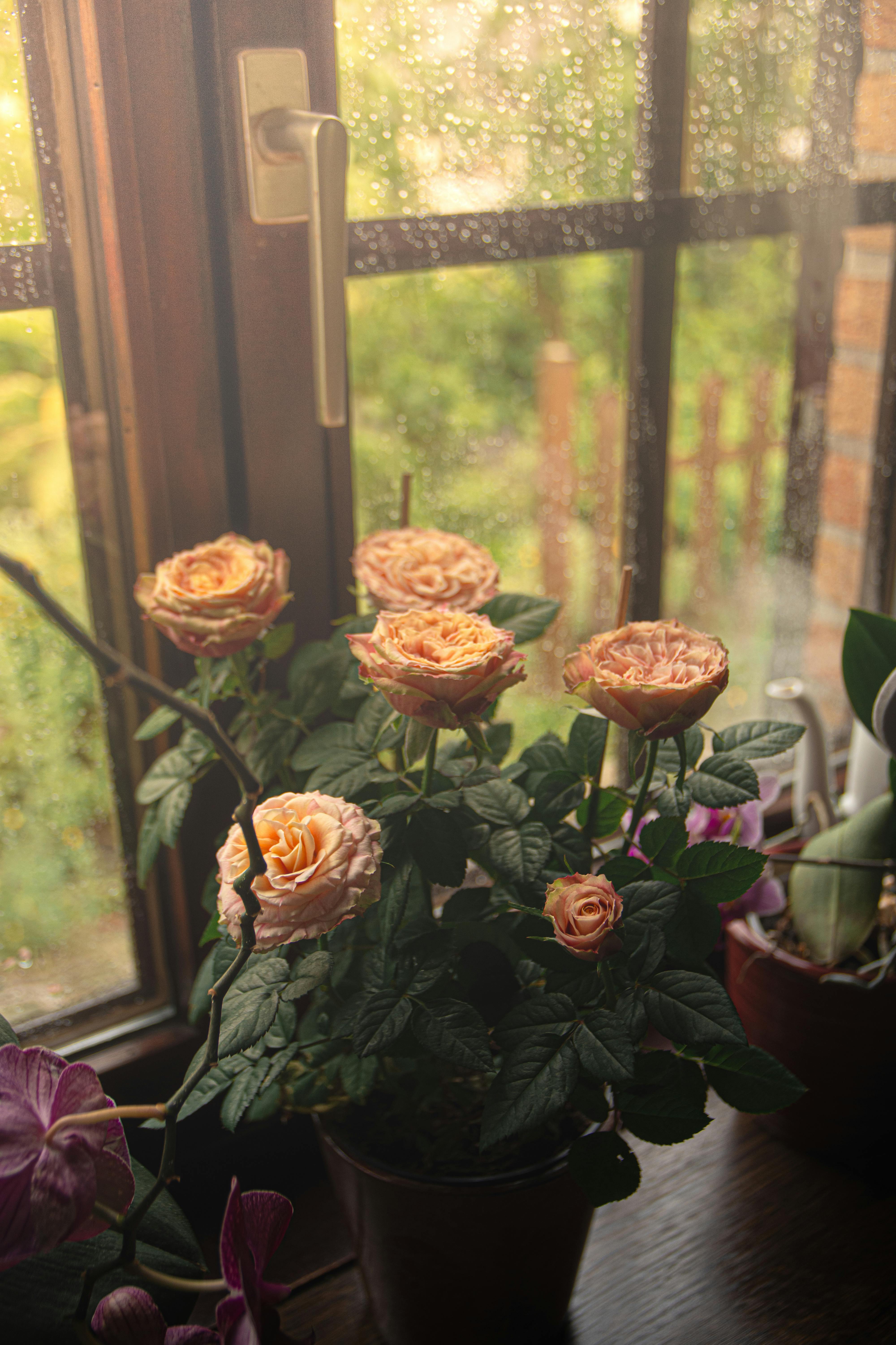 Una maceta de rosas en flor en el alféizar de una ventana | Fuente: Pexels