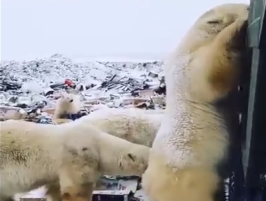 Osos polares vagando en la ciudad rusa de Novaya Zemlya. Fuente: Facebook / La Voz de la Madre Tierra