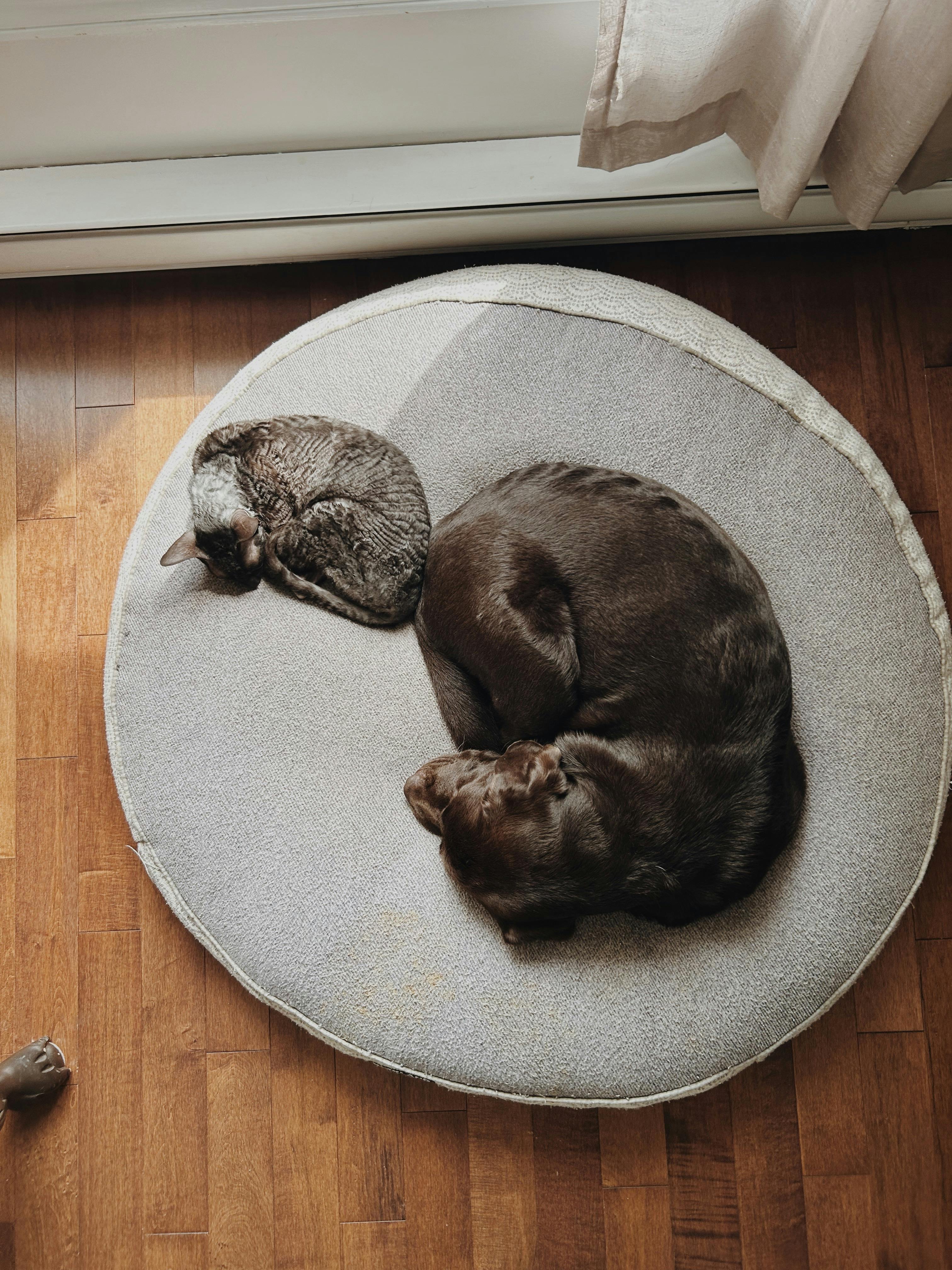 Un gato y un perro durmiendo en una colchoneta | Fuente: Pexels