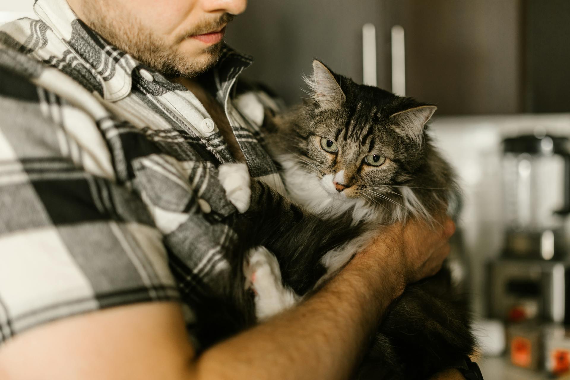 Un hombre sujetando un gato | Fuente: Pexels