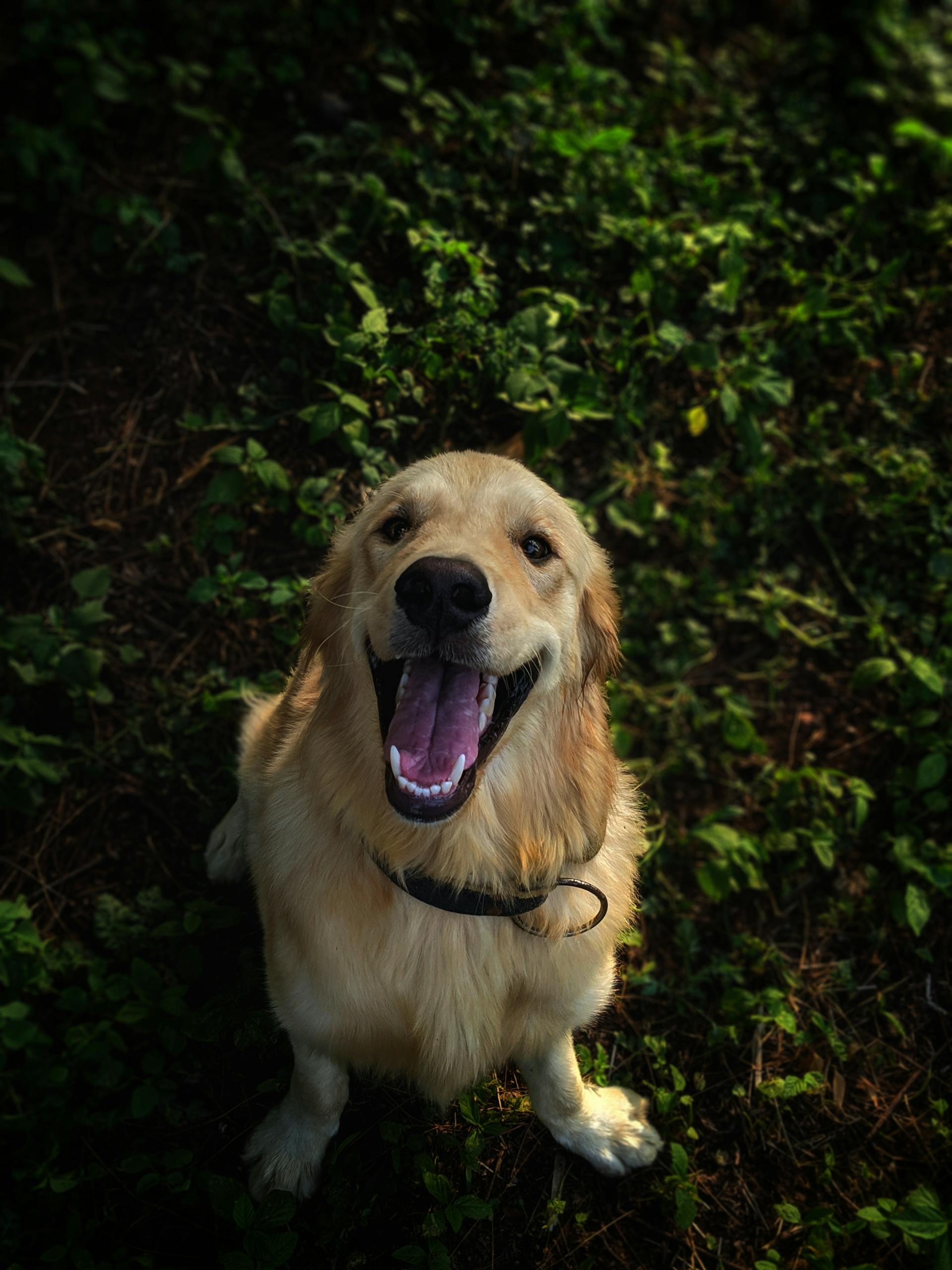 Un perro golden retriever | Fuente: Pexels