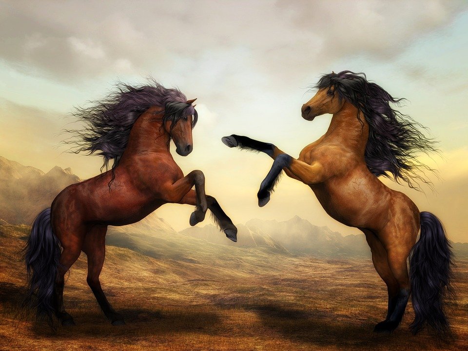 Dos caballos. | Imagen: Pixabay