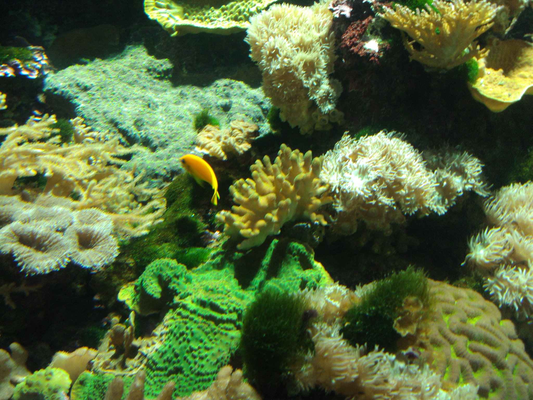 Corales coloridos dentro de una pecera. | Imagen: Flickr