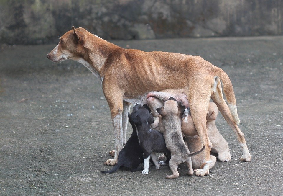 Mamá perro alimentando a sus cachorros. | Foto: Pixabay