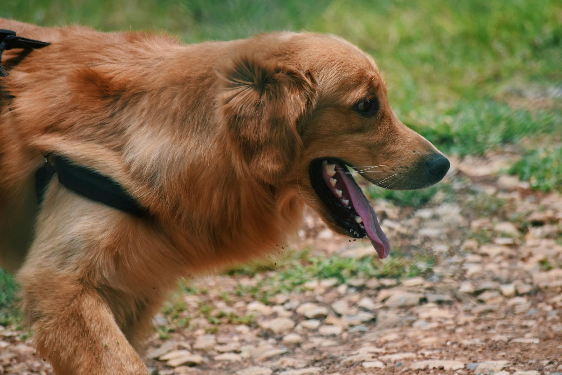 Un perro en un parque | Fuente: Pexels