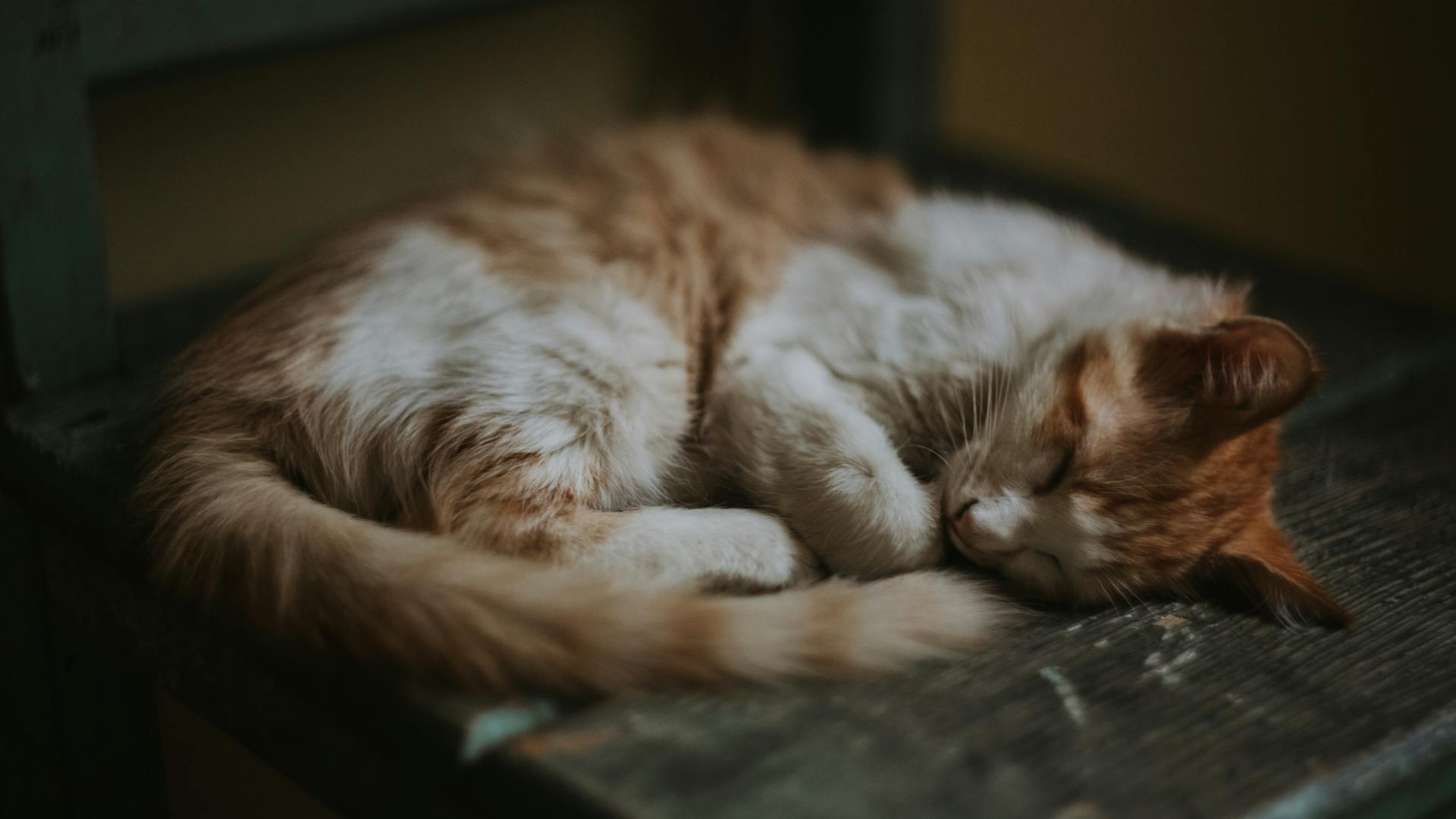 Un gato durmiendo | Fuente: Pexels