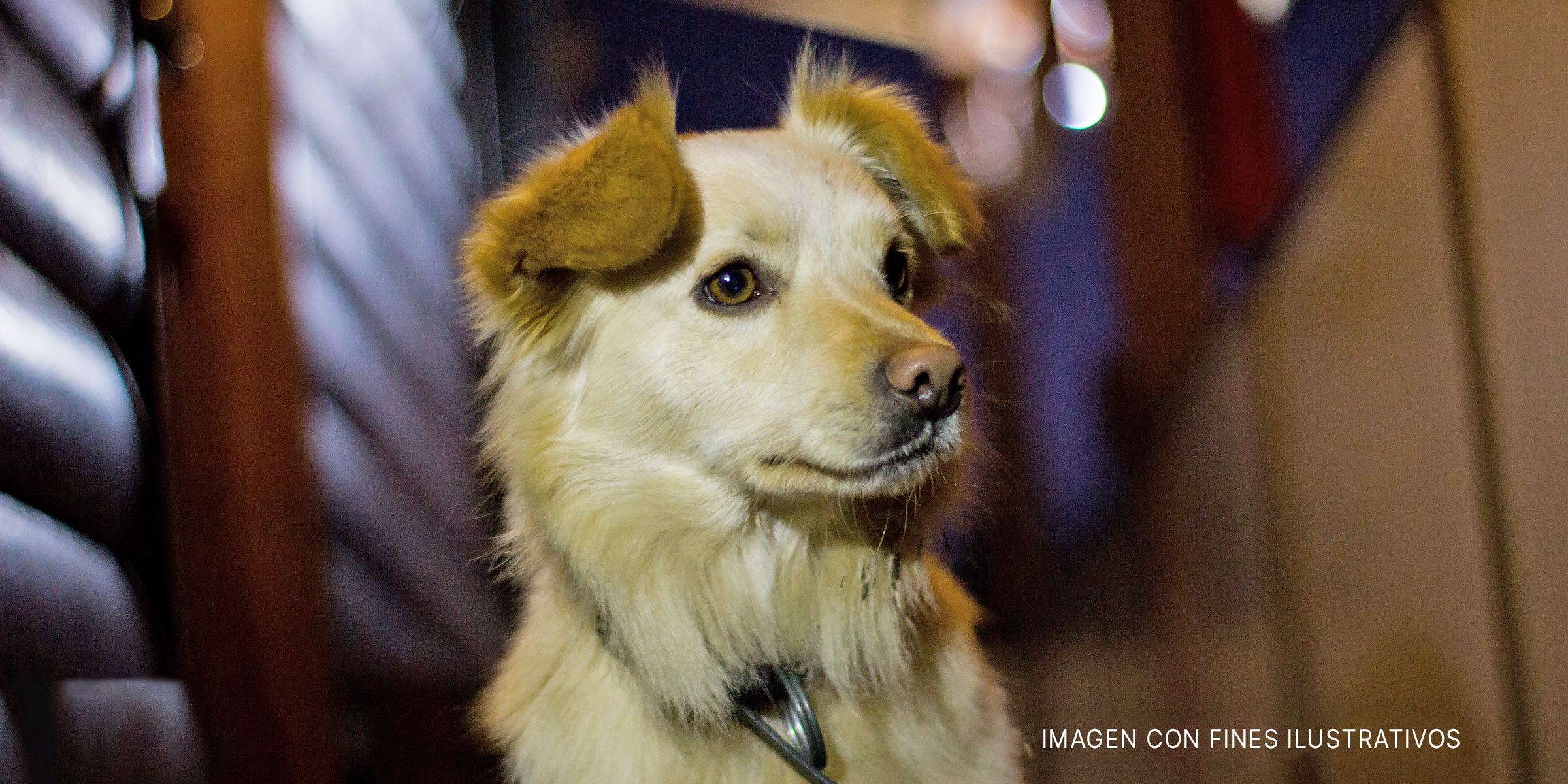 Rostro de un perro. | Foto: Shutterstock