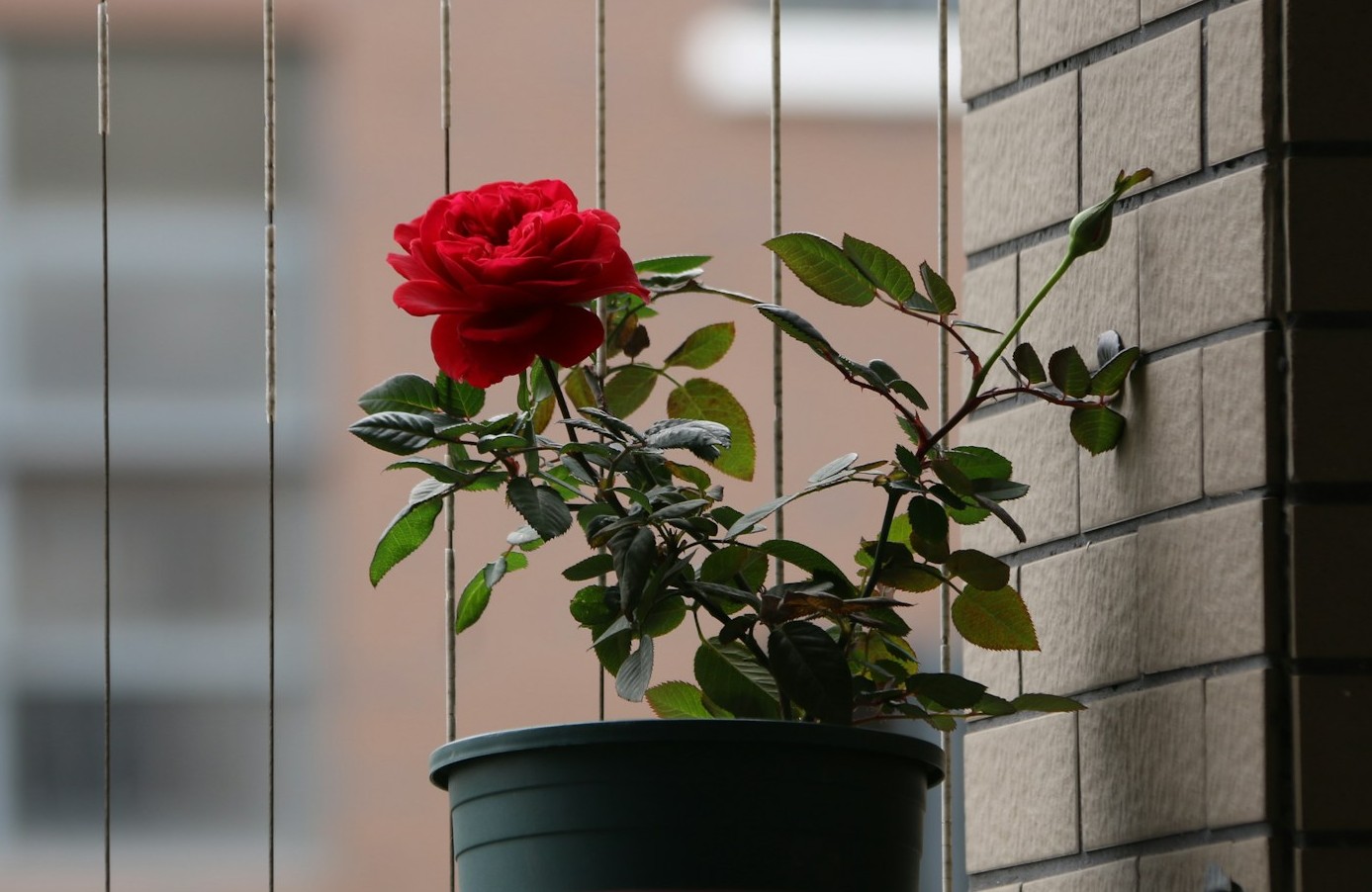 Un rosal en maceta con una única flor roja junto a una pared de ladrillo, captando la suave luz del día | Fuente: Unsplash