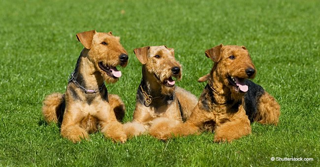Tres apuestos perros ven a una hermosa y atractiva perrita Poodle