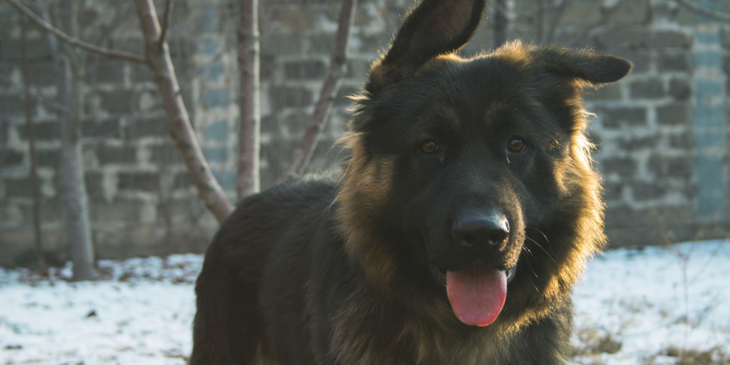 Un pastor alemán rodeado de nieve en una zona urbana | Fuente: Freepik