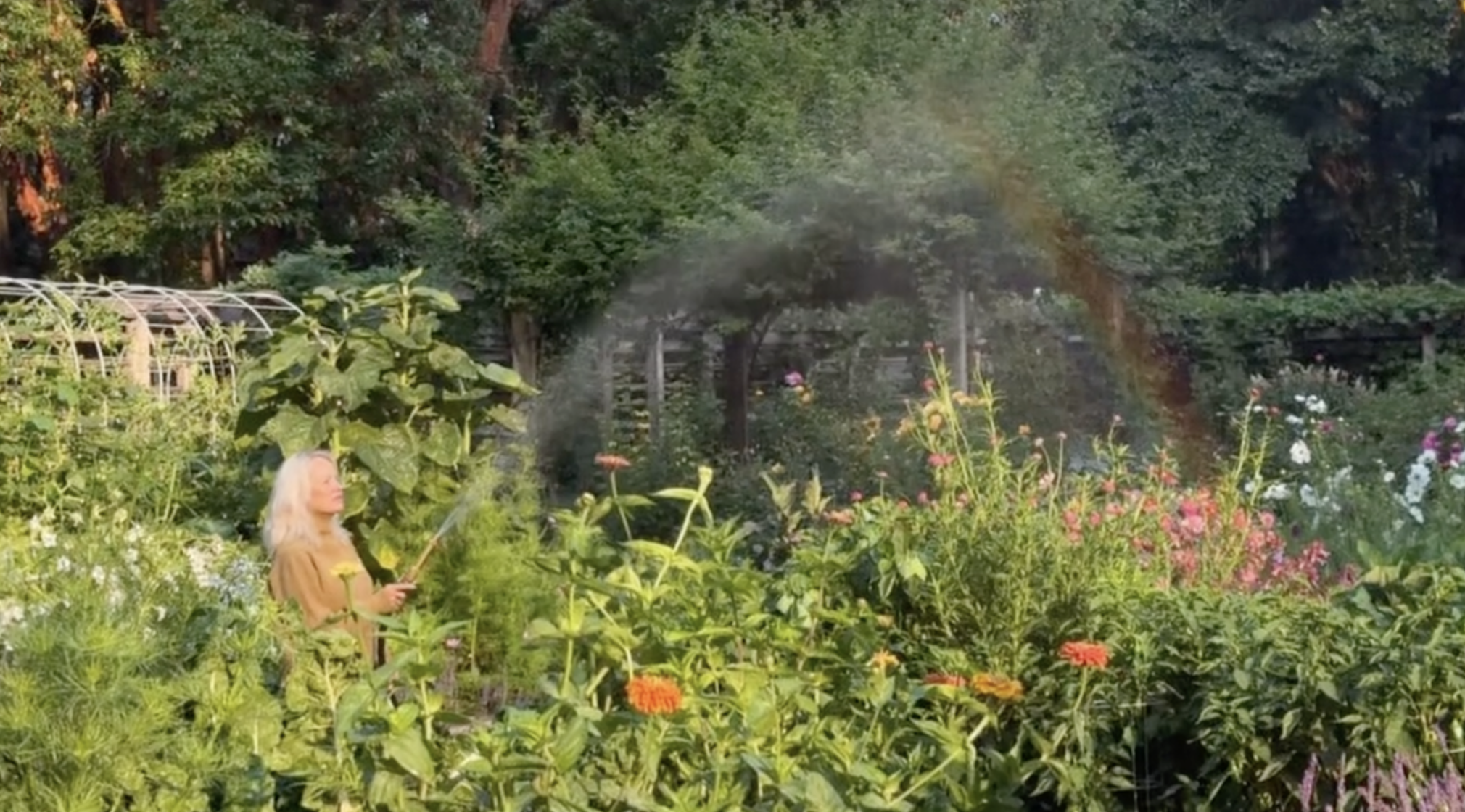 Pamela Anderson riega sus exuberantes parterres de Arcady con una manguera de jardín, creando una bruma encantadora que, al reflejarse en la luz del sol de la tarde, forma un arcoíris de colores vivos que atraviesa los jardines. Rodeada de altas zinnias naranjas, girasoles y plantas trepadoras, capta la tranquilidad de cuento de hadas de su finca en la isla de Vancouver y comparte ese momento mágico en TikTok junto con la pregunta caprichosa: "¿Qué hay al final del arcoíris? ✨🧚". | Fuente: TikTok/pamelaanderson