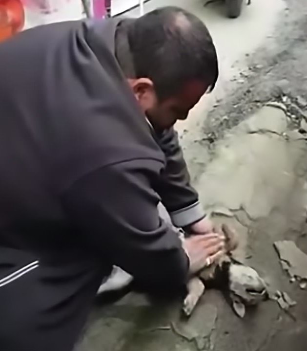 Hombre le aplica RCP a perro moribundo. | Foto: YouTube/World News for all