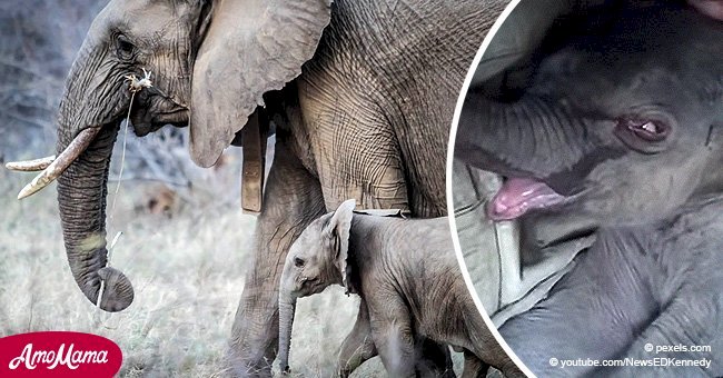 Bebé elefante lloró inconsolable por largas horas después de que su propia madre lo atacó y se fue