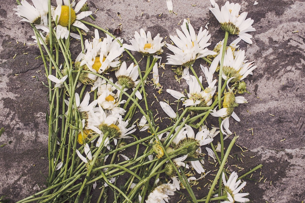 Flores blancas en el suelo | Foto: Pexels