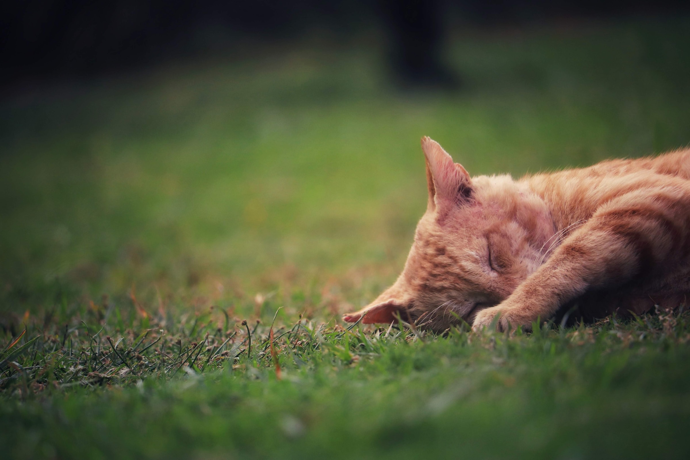 Un gato recostado en la hierba con los ojos cerrados. | Foto: Unsplash