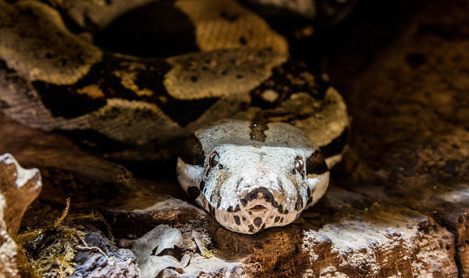 Anaconda, serpiente que pertenece a la familia de las boa constrictor. | Foto: Pixabay