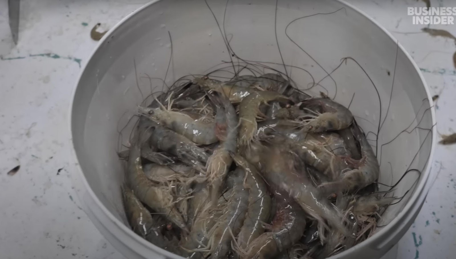 Un cubo de gambas. | Fuente: YouTube/ Business Insider