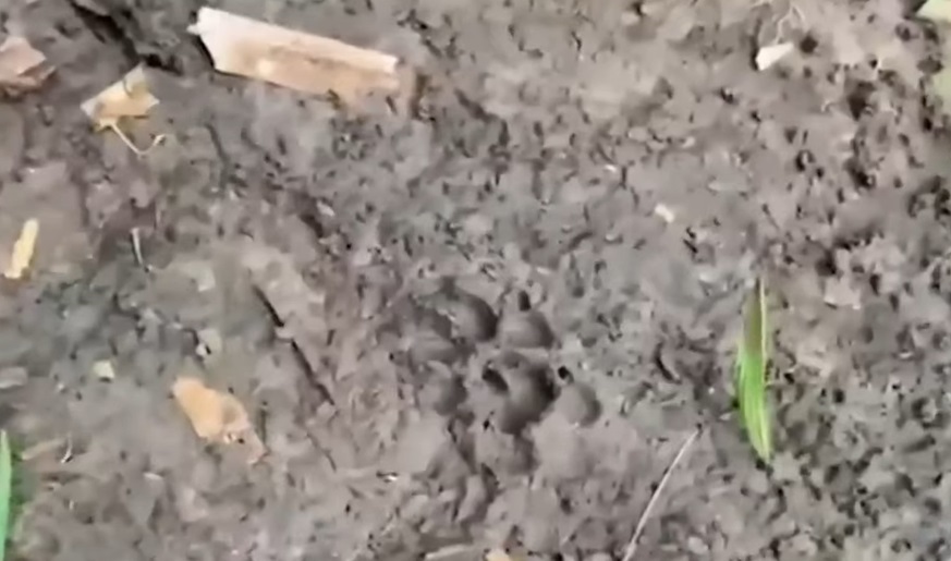 Huella de uno de los perros de Joel en la selva. | Foto: YouTube/Noticias Telemundo