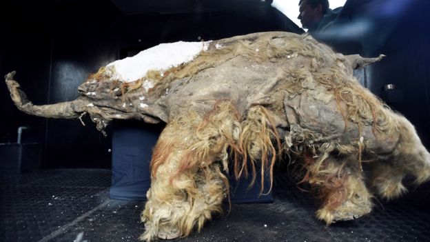 Yuka, mamut encontrado en Siberia | Foto: Getty Images