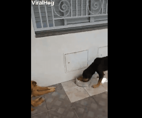 Perro comiendo mientras otros esperan / Imagen tomada de: Facebook / ViralHog