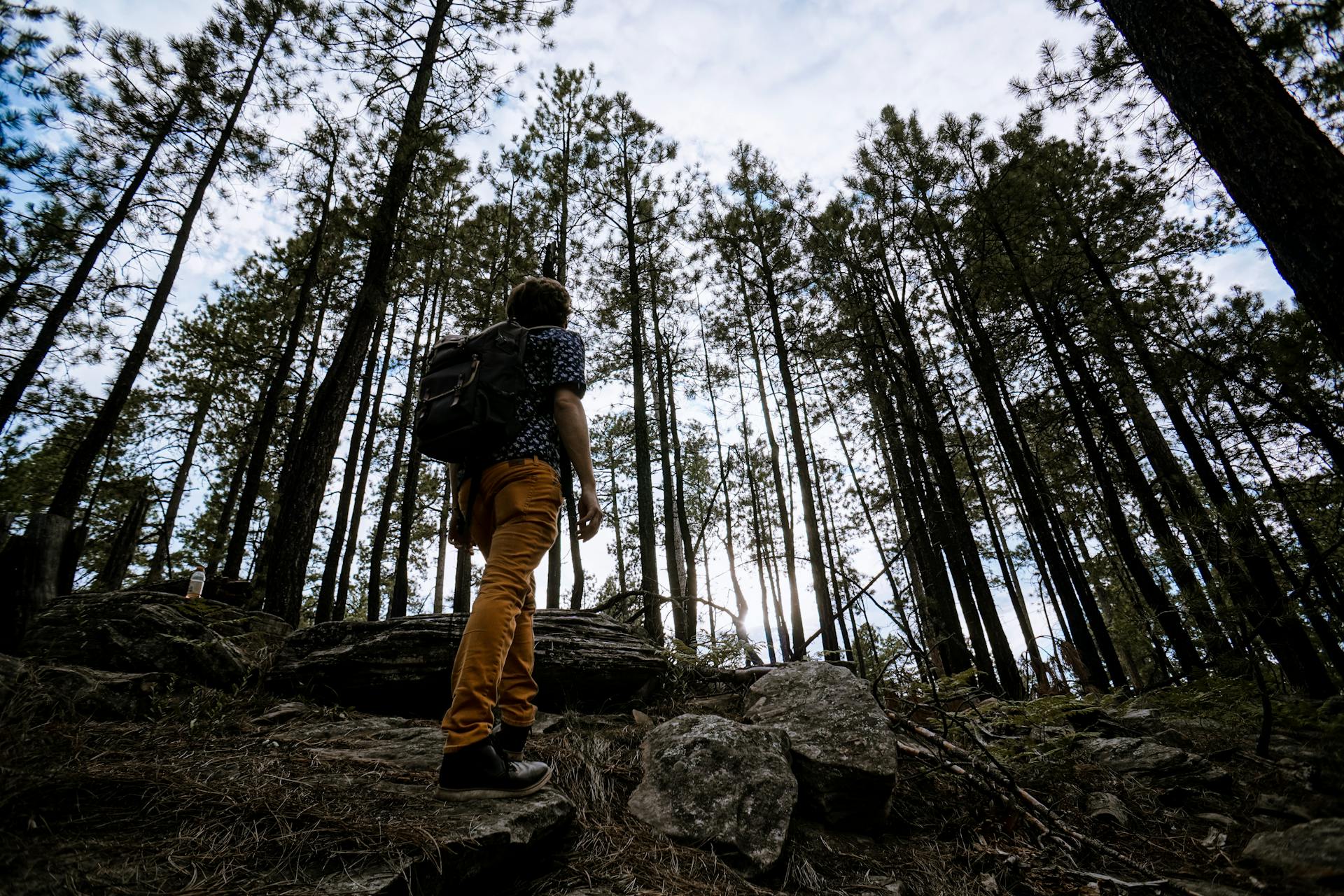 Un hombre haciendo senderismo en un bosque | Fuente: Pexels