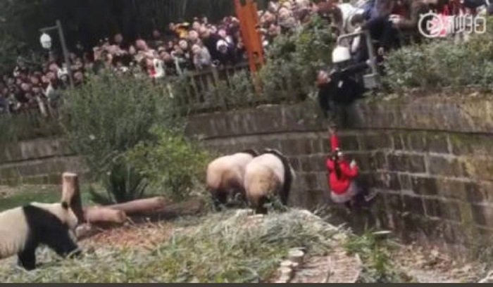 Los pandas se acercaron a la niña mientras la multitud miraba. |Foto: Twitter/Katykay2018