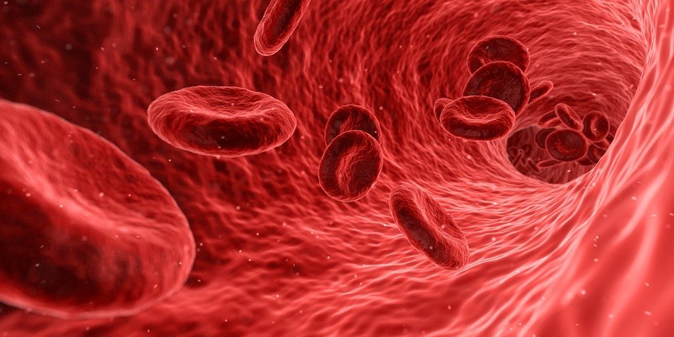 Glóbulos rojos / Imagen tomada de: Pixabay