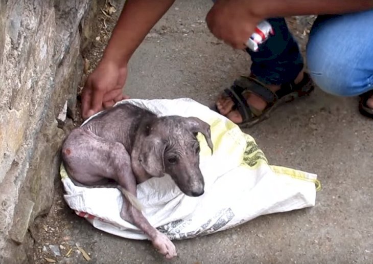 Fuente: Youtube / Animal Aid Unlimited, India