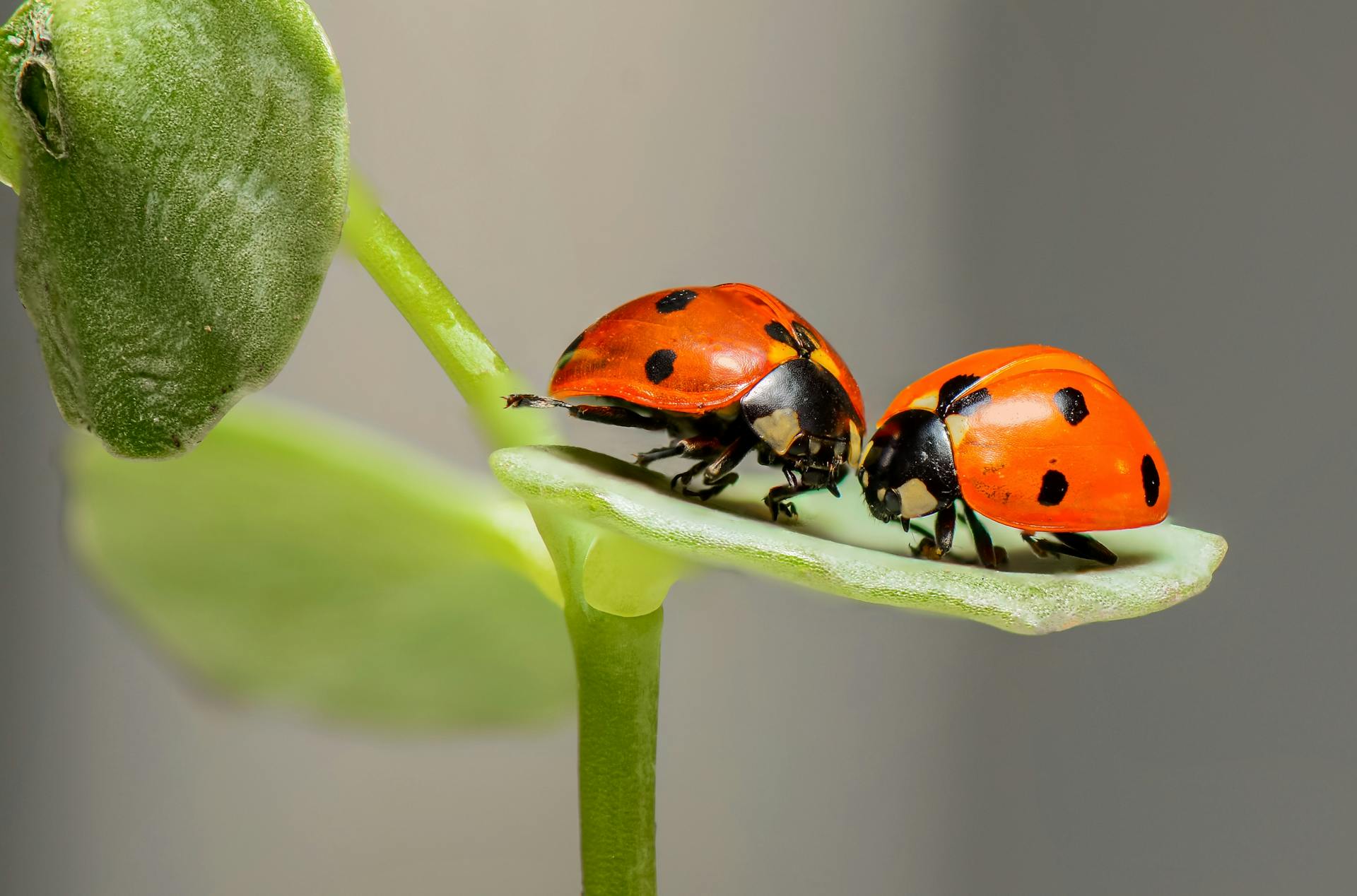 Dos mariquitas sobre una hoja verde | Fuente: Pexels