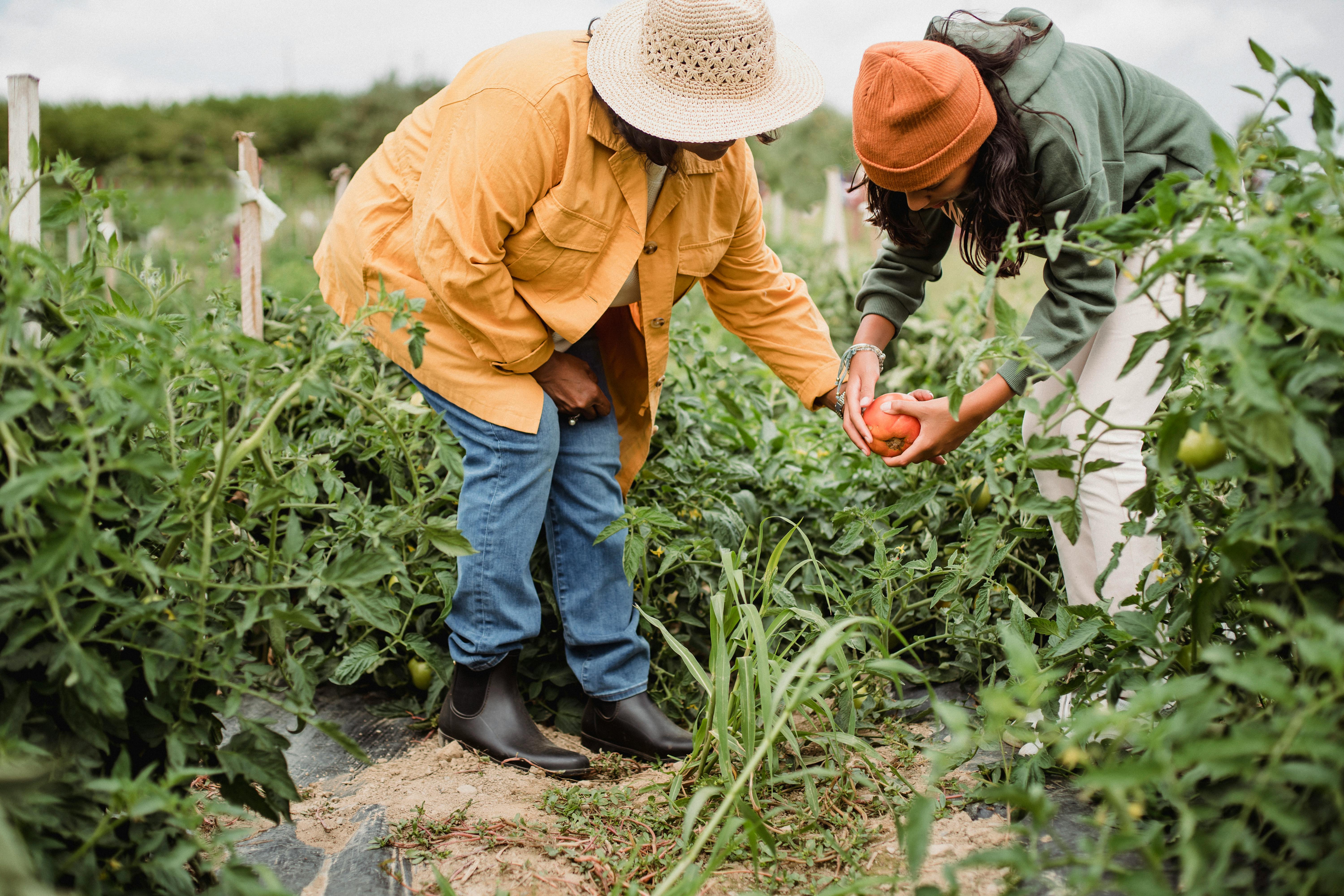Dos personas haciendo jardinería | Fuente: Pexels