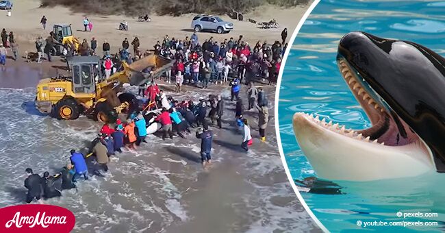 Un pueblo se moviliza en conmovedor rescate de orca varada durante más de 20 horas 